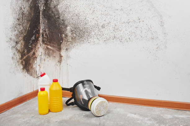 Milan, TN Mold Remediation Company