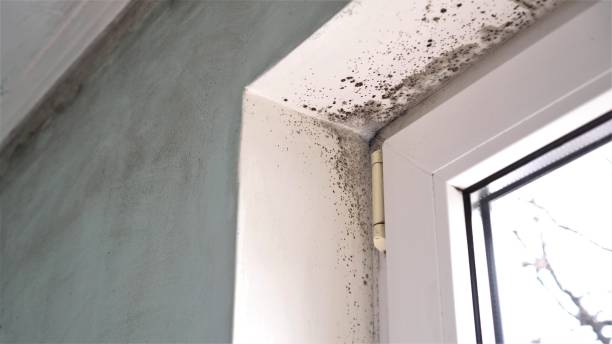 Best DIY Mold Remediation Support Services in Milan, TN