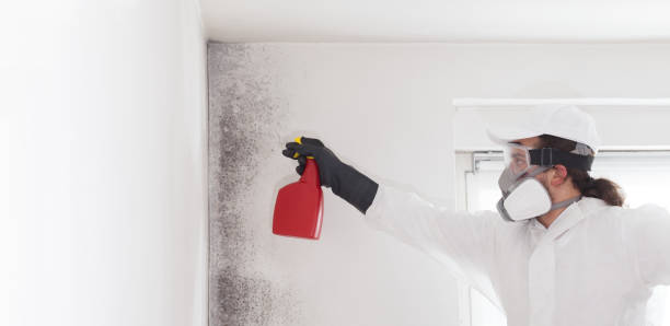 Best Kitchen Mold Remediation in Milan, TN