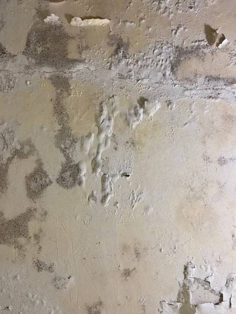 Best Basement Mold Remediation in Milan, TN