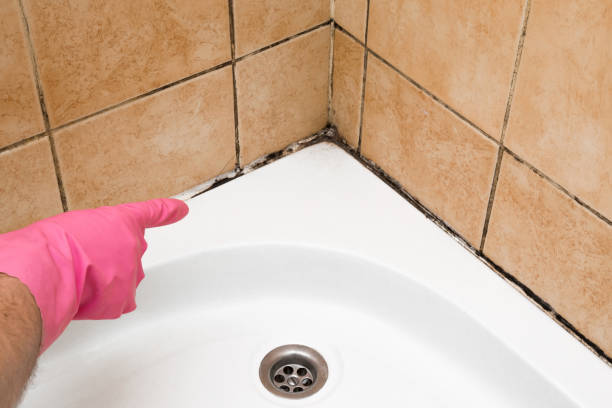 Best Emergency Mold Remediation in Milan, TN