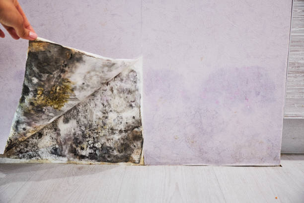  Milan, TN Mold Removal Pros